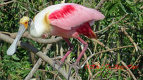 Roseate Spoonbill