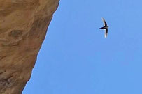 White-throated swift, Aeronautes saxatalis, New Mexico
