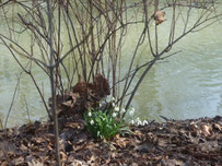 Englischer Garten - Schwabínger Bach