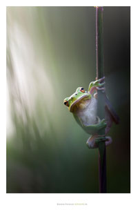 Patrick Goujon photographe
