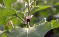 Abejorro en flor de berenjena