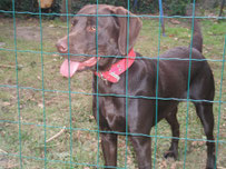 Sacha