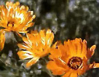 Viele Ringelblumenarten mit gelben oder orangefarbenen Blüten, darunter die Gemeine Ringelblume, verschönern Gärten gemäßigter Breiten.