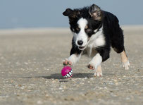 un chiot border collie noir et blanc joue avec une balle sur la plage par coach canin 16 éducateur canin en charente