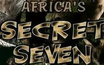 Sette animali segreti dell'Africa: servalo-porcospino-gatto selvatico africano-formichiere-zibetto-pangolino-genetta.
