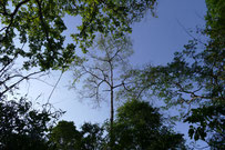 Defoliate tree from Sphingidae caterpillars in Phu Pan, Sakon Nakhon provice, Thailand