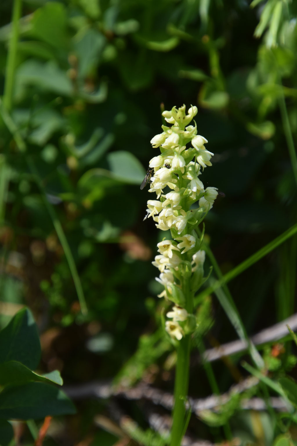 Pseudorchis albida - Witte muggenorchis