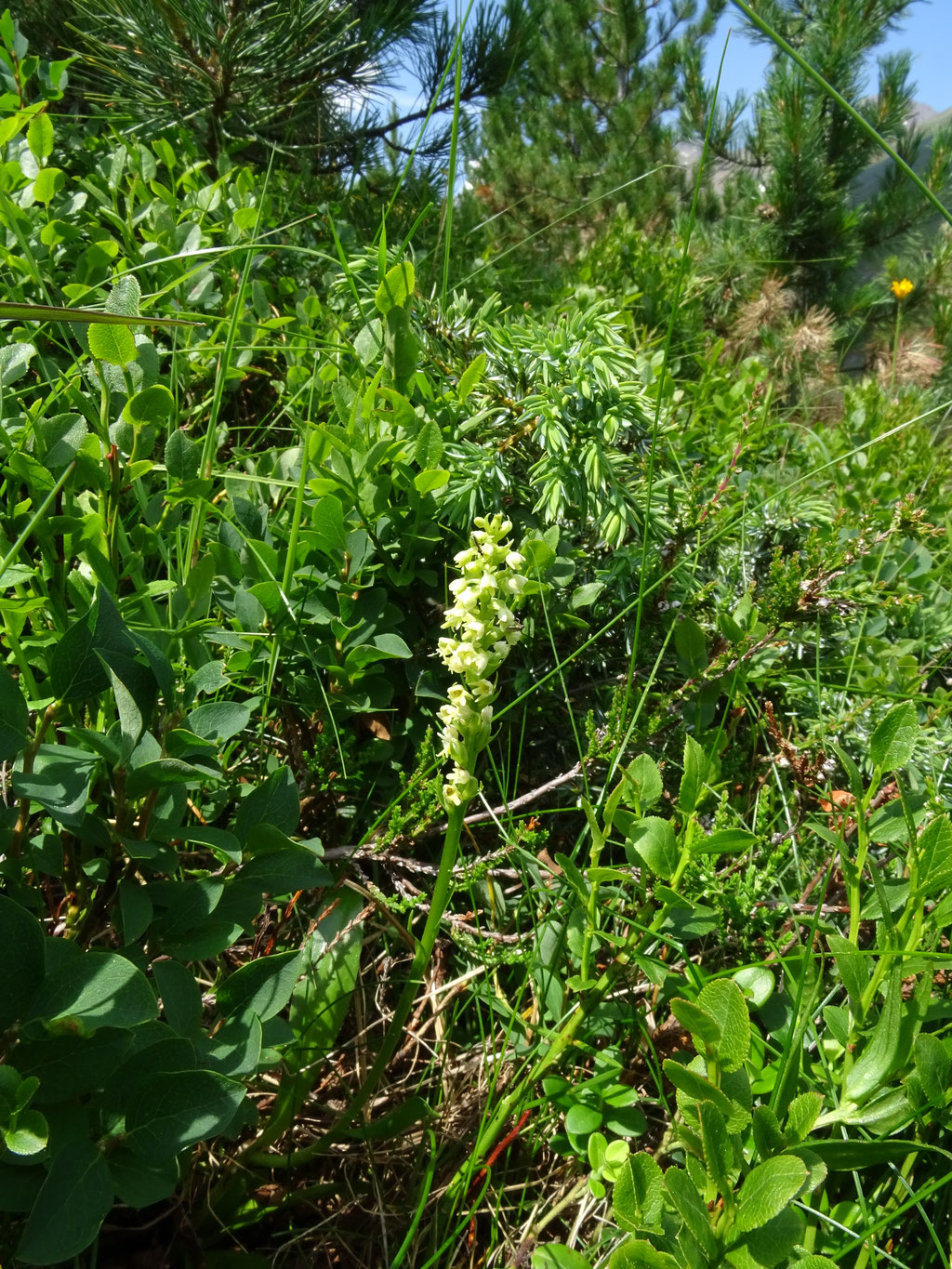 Pseudorchis albida - Witte muggenorchis