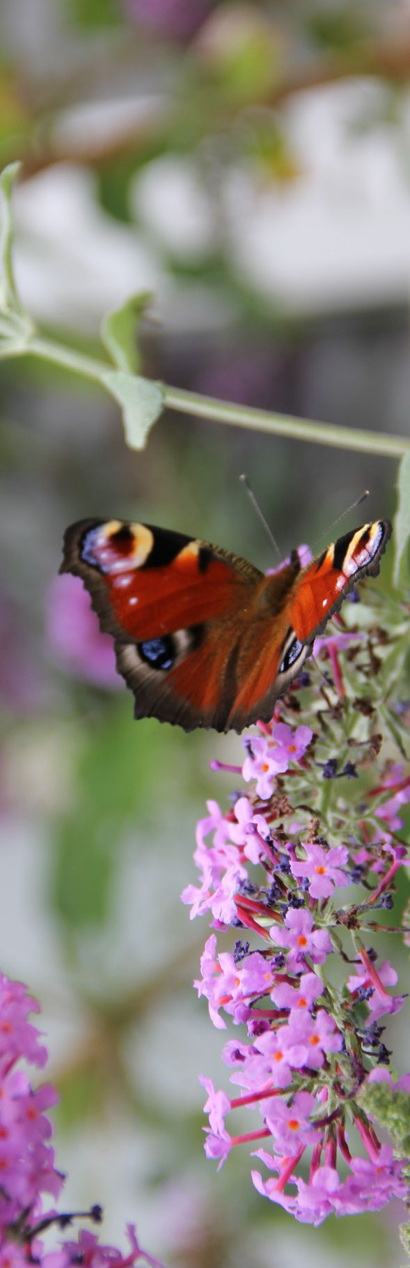 Bild: Abenteuer Wandel, Tiefenökologie, zartes Leben, Bewusstsein, Schmetterling als Wunderwerk