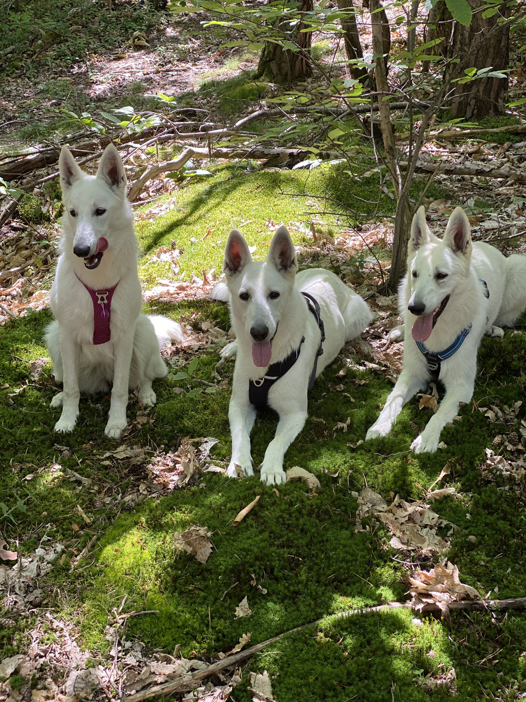 Pépite, Izzy et Pacha