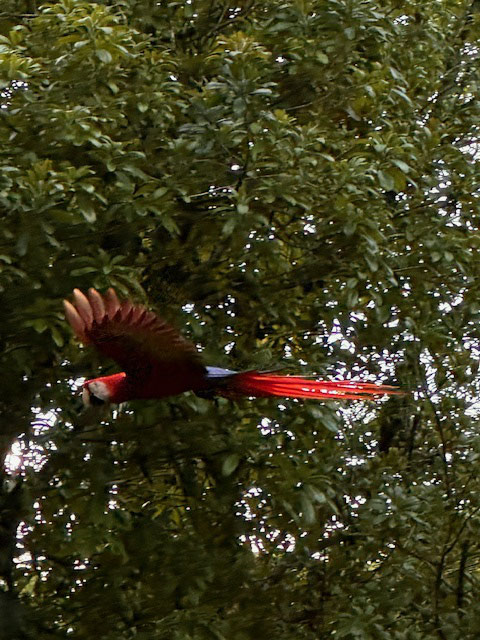 January 2024 - New Years brake! Escape to Golfo Dulce in Southern Costa Rica