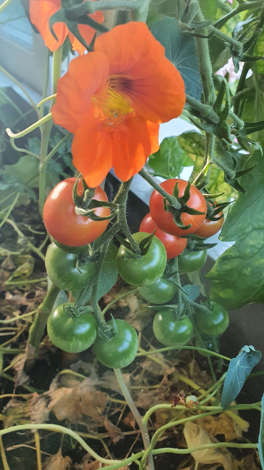 Cherrytomaten und Kapuzinerkresse