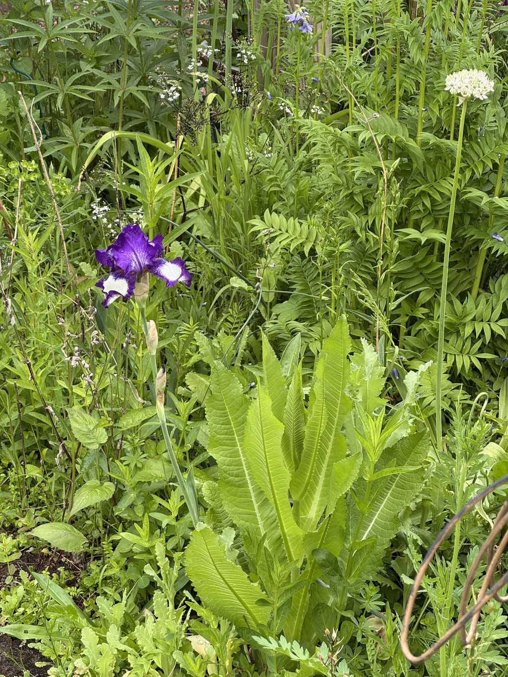 Naturgarten