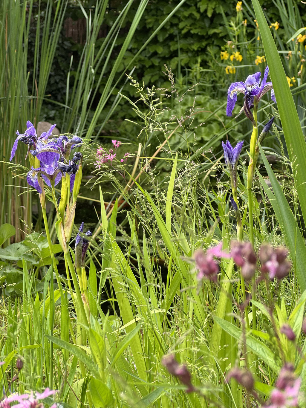 Naturgarten