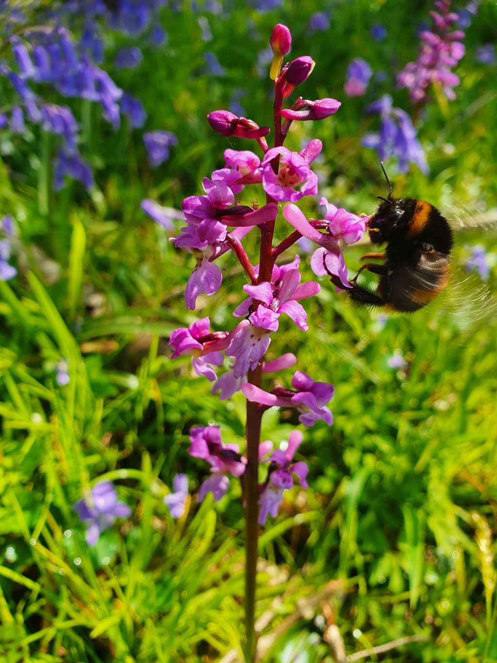 Early Purple Orchid (photo by Steve Self)