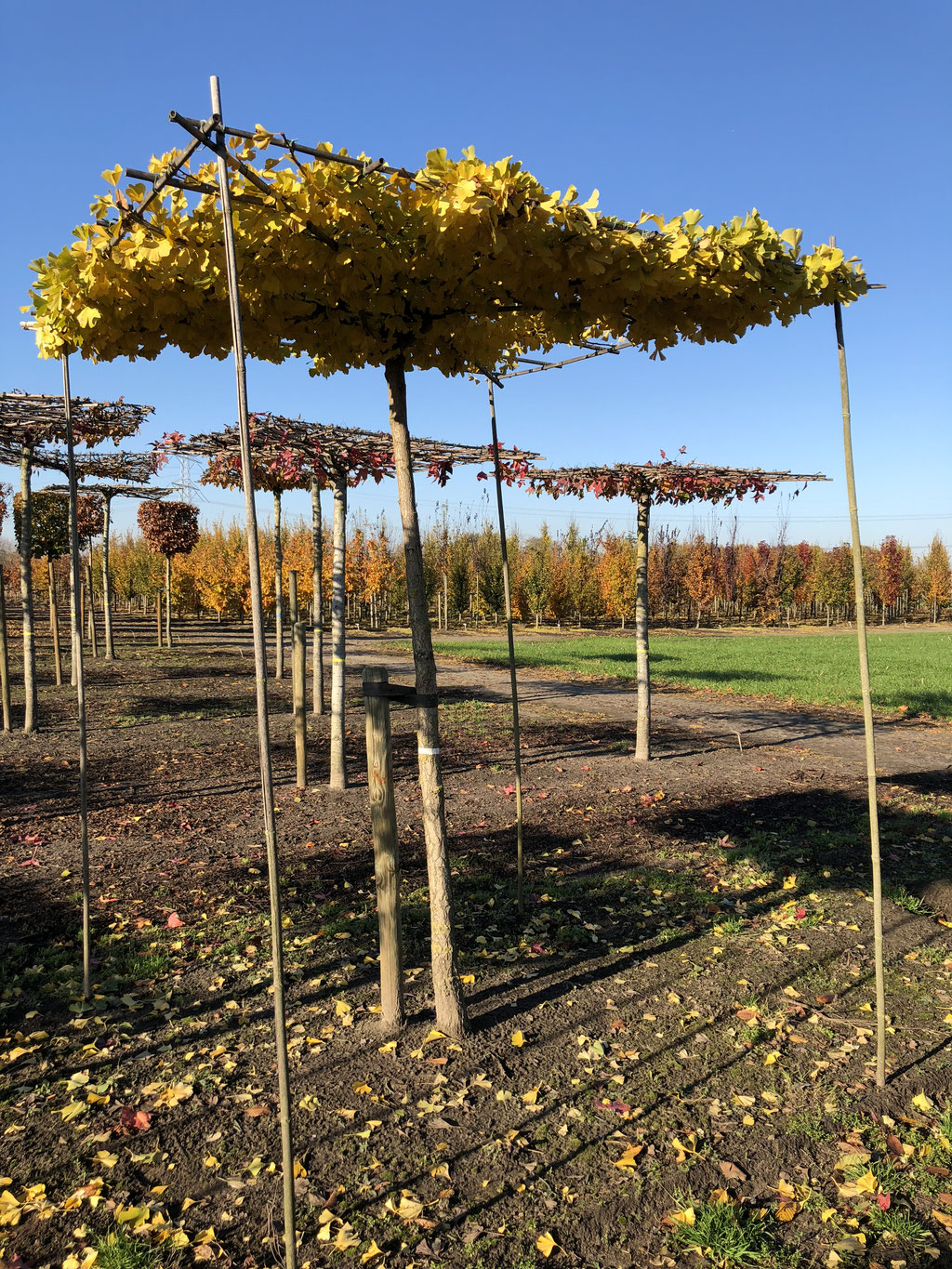 Herfst kleur van de Ginkgo biloba.