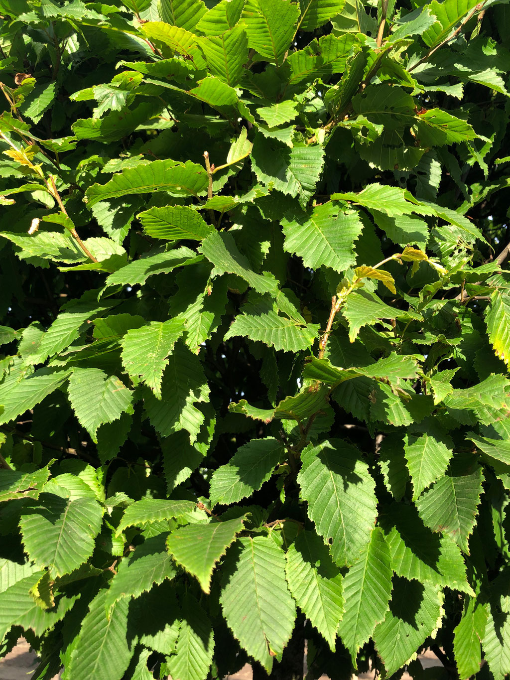 Het blad van de Carpinus.