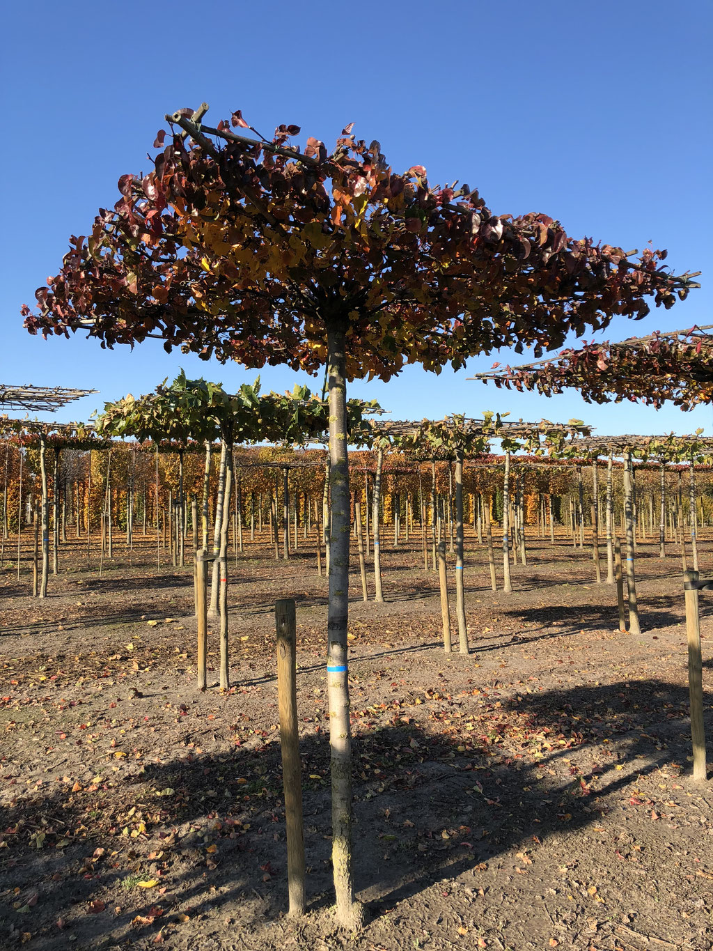 De Pyrus in de herfst