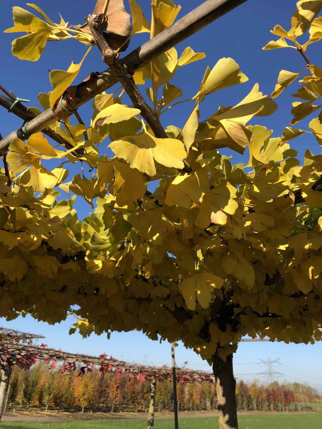 De herfst kleur van de Ginkgo biloba