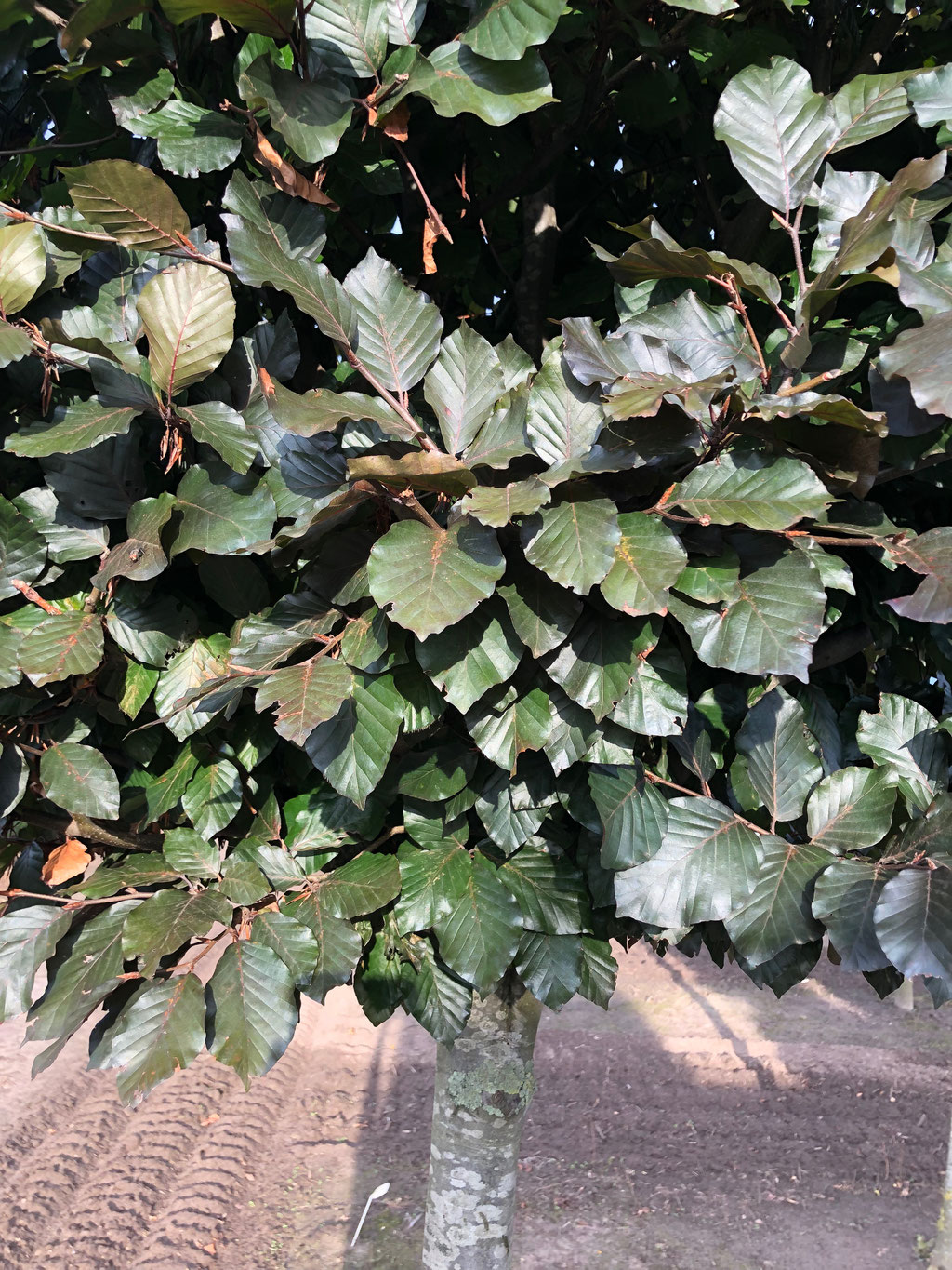 Het blad van de Fagus.