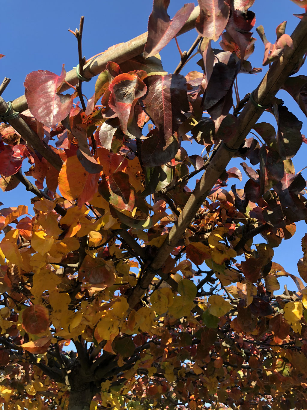 De herfstkleur van de Pyrus