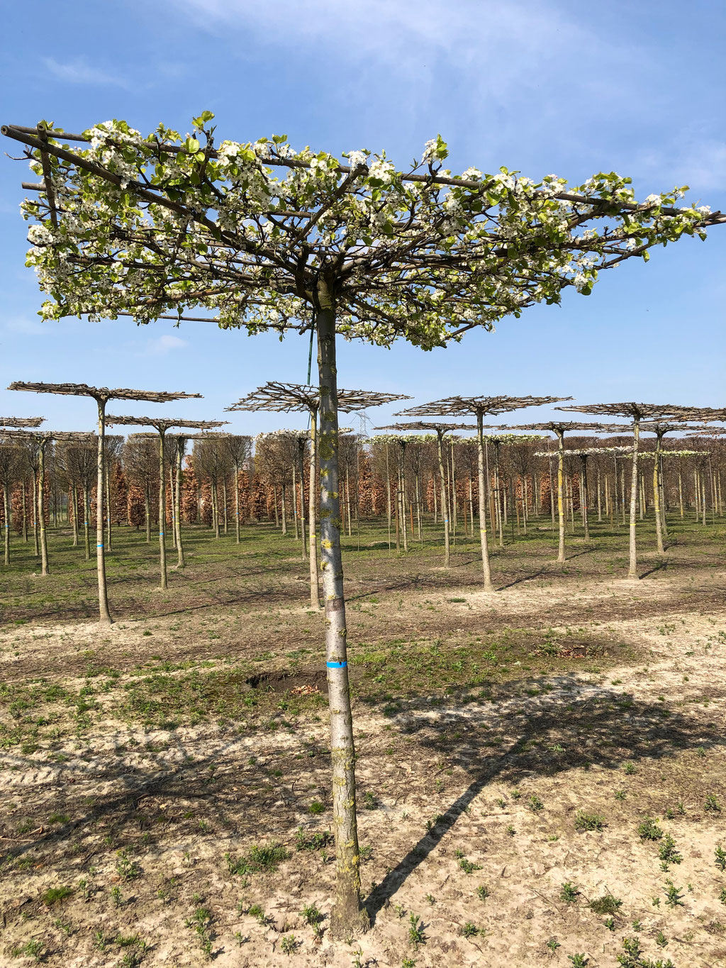 De bloei wijze van de Pyrus.