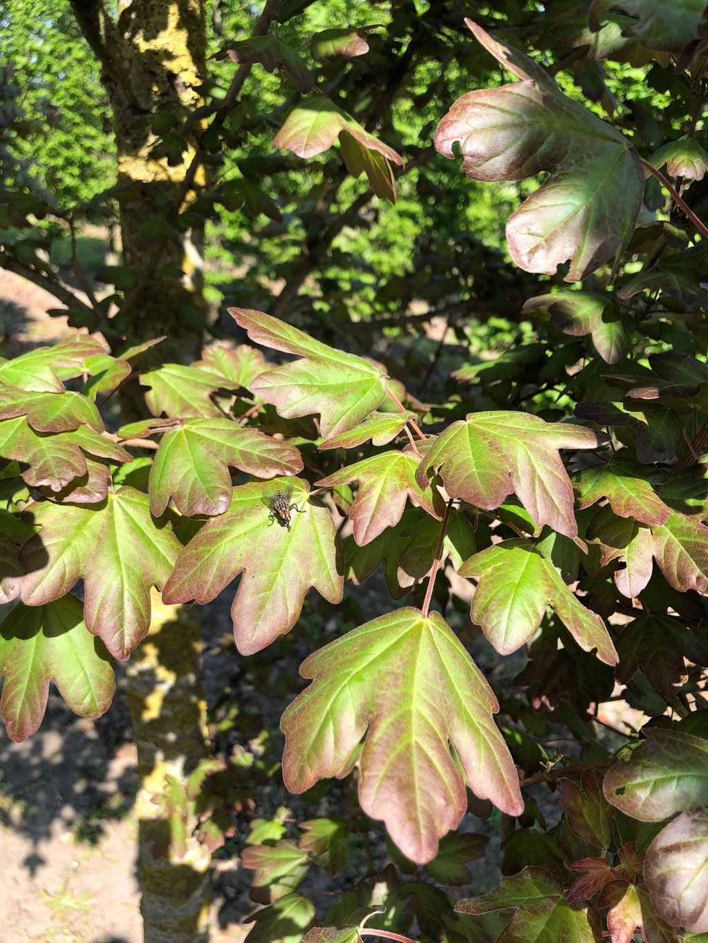 Het blad in het voorjaar van de Acer.