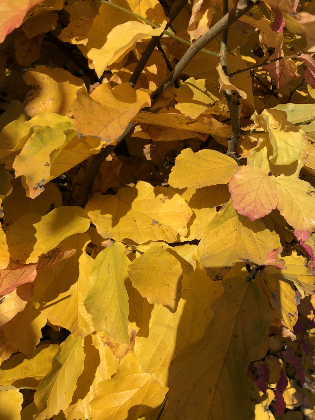 De herfstkleur van het blad.