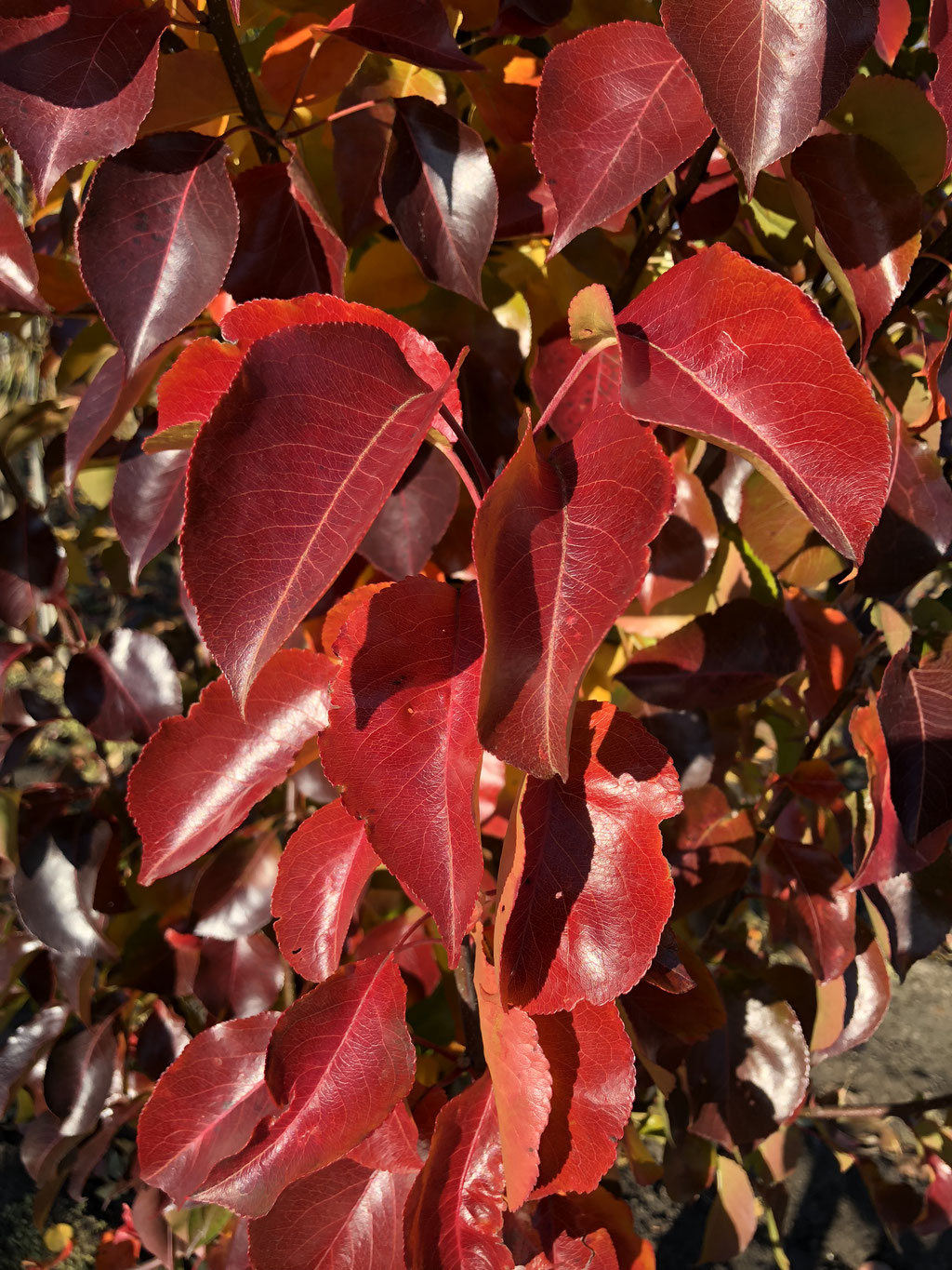 De herfstkleur van de Pyrus. 