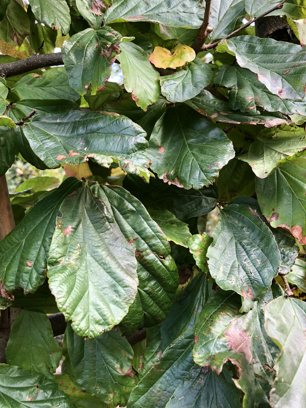 het blad van de Parrotia