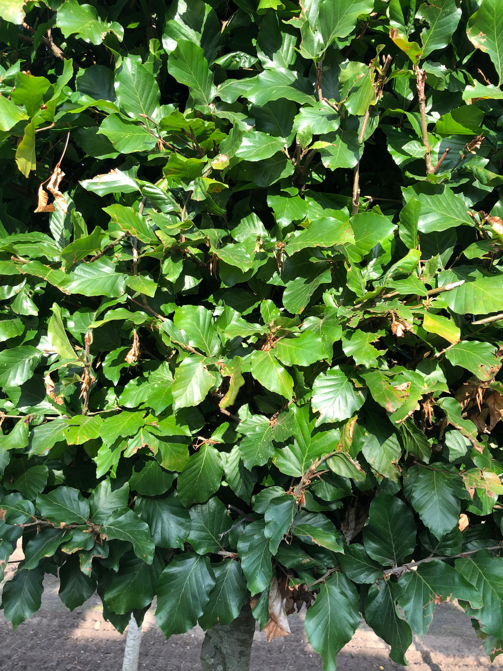 Het blad van de Fagus.