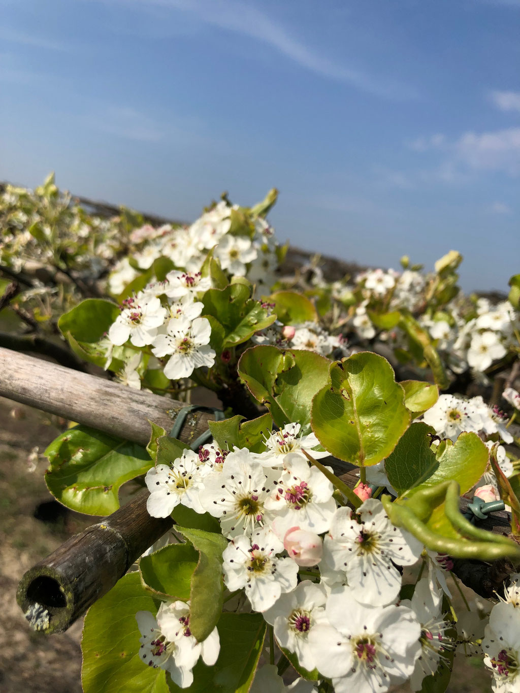 De bloem van de Pyrus. 