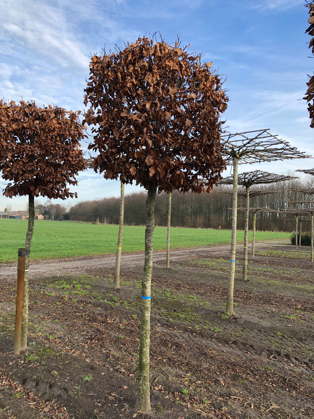 Fagus sylvatica in de winter. 