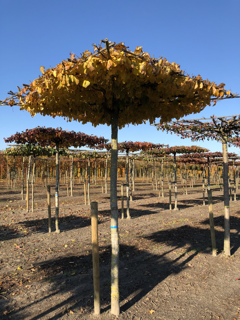 Herfst kleur van de Parrotia
