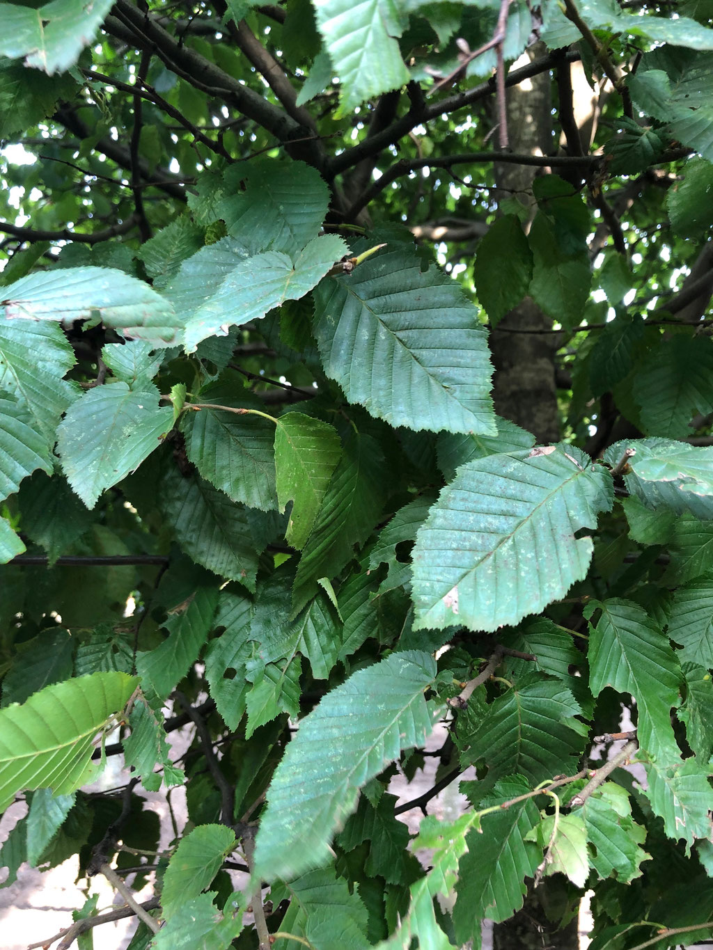 Het blad van de Carpinus. 