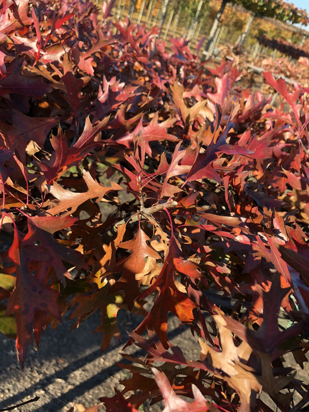 Quercus palustris blad in de herfst