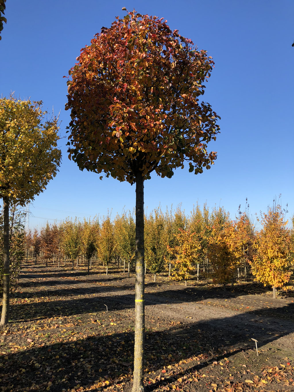 Pyrus call. 'Chanticleer' in de herfst.