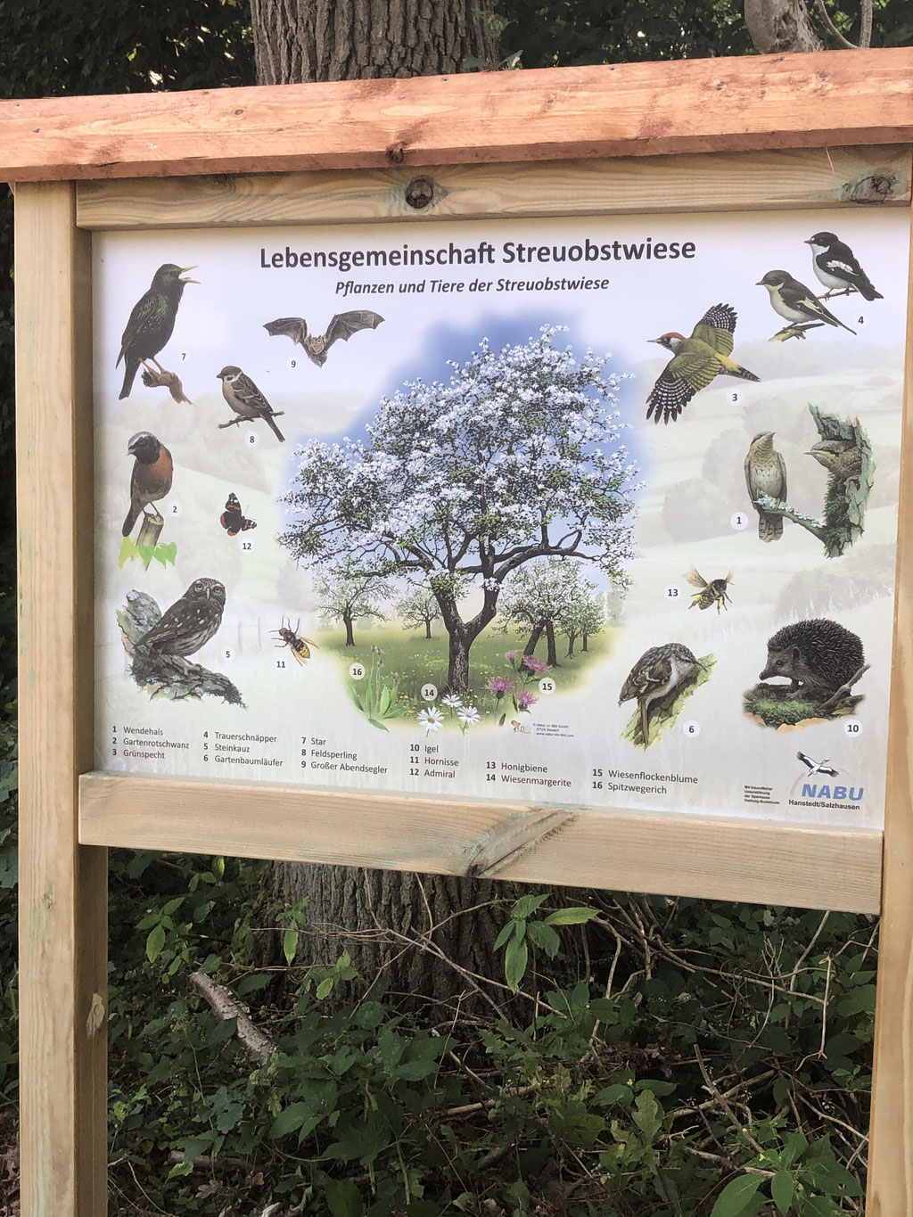 Steinkauz, Fledermäuse, Igel und Wildbienen: Obstbäume bieten vielen Arten Lebensraum
