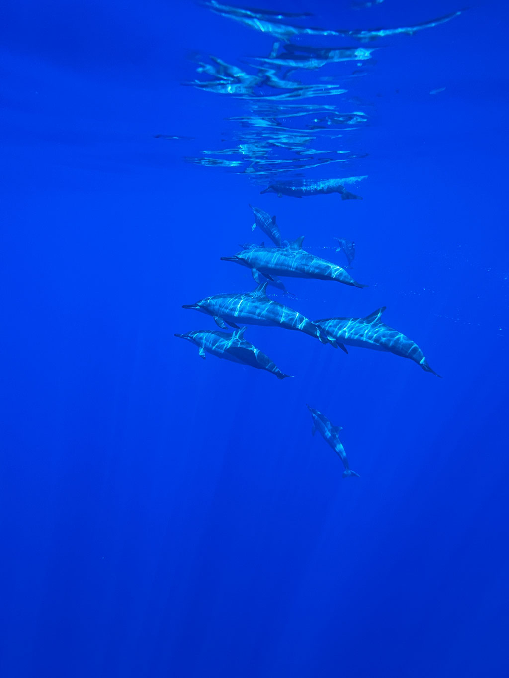 Sortie entre amis : Observer sans l'eau les dauphins à la réunion
