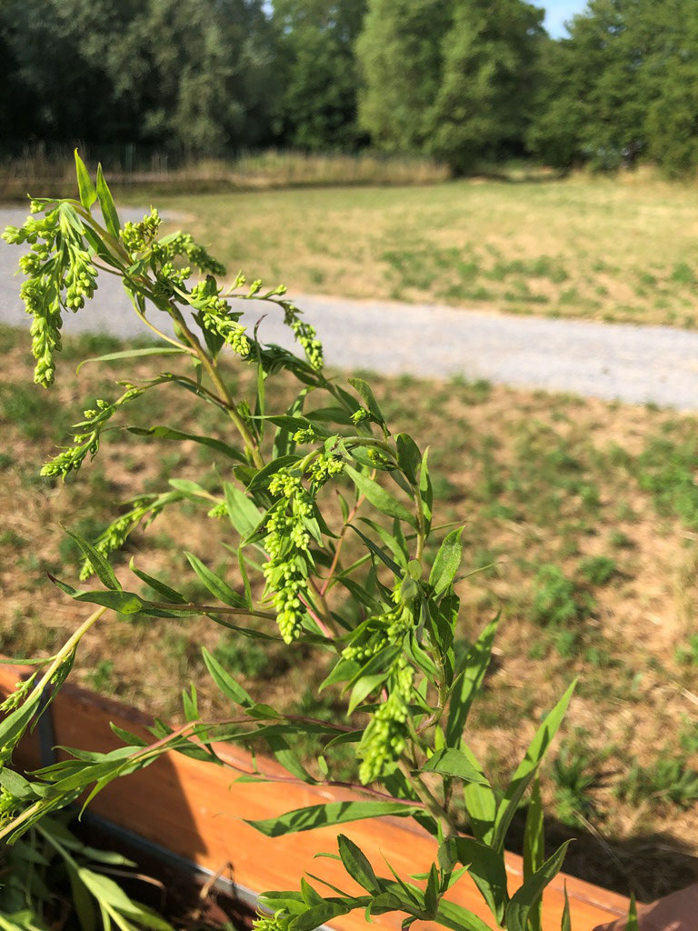 Die Goldrute kurz vor der rispenartigen, gelben Blüte.