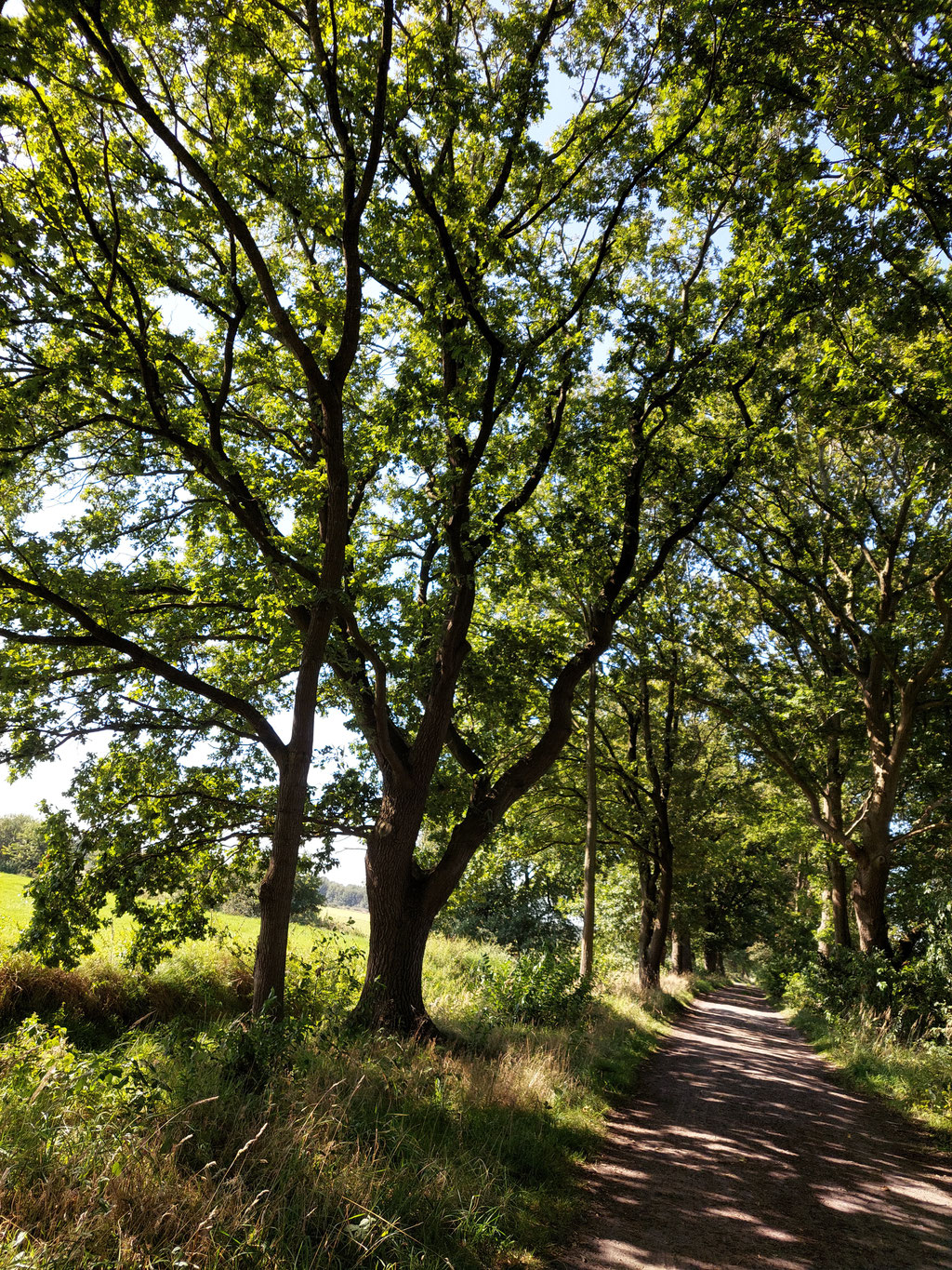 Ansgariustiergarten-Weg an der Hausbäke in Oldenburg