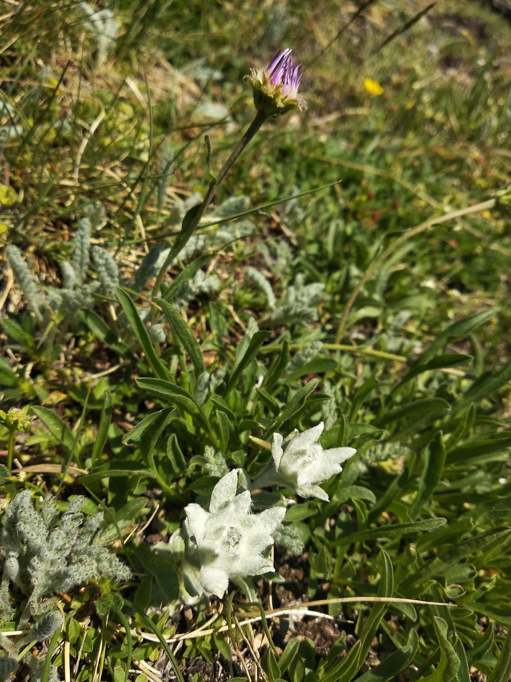 Les edelweiss
