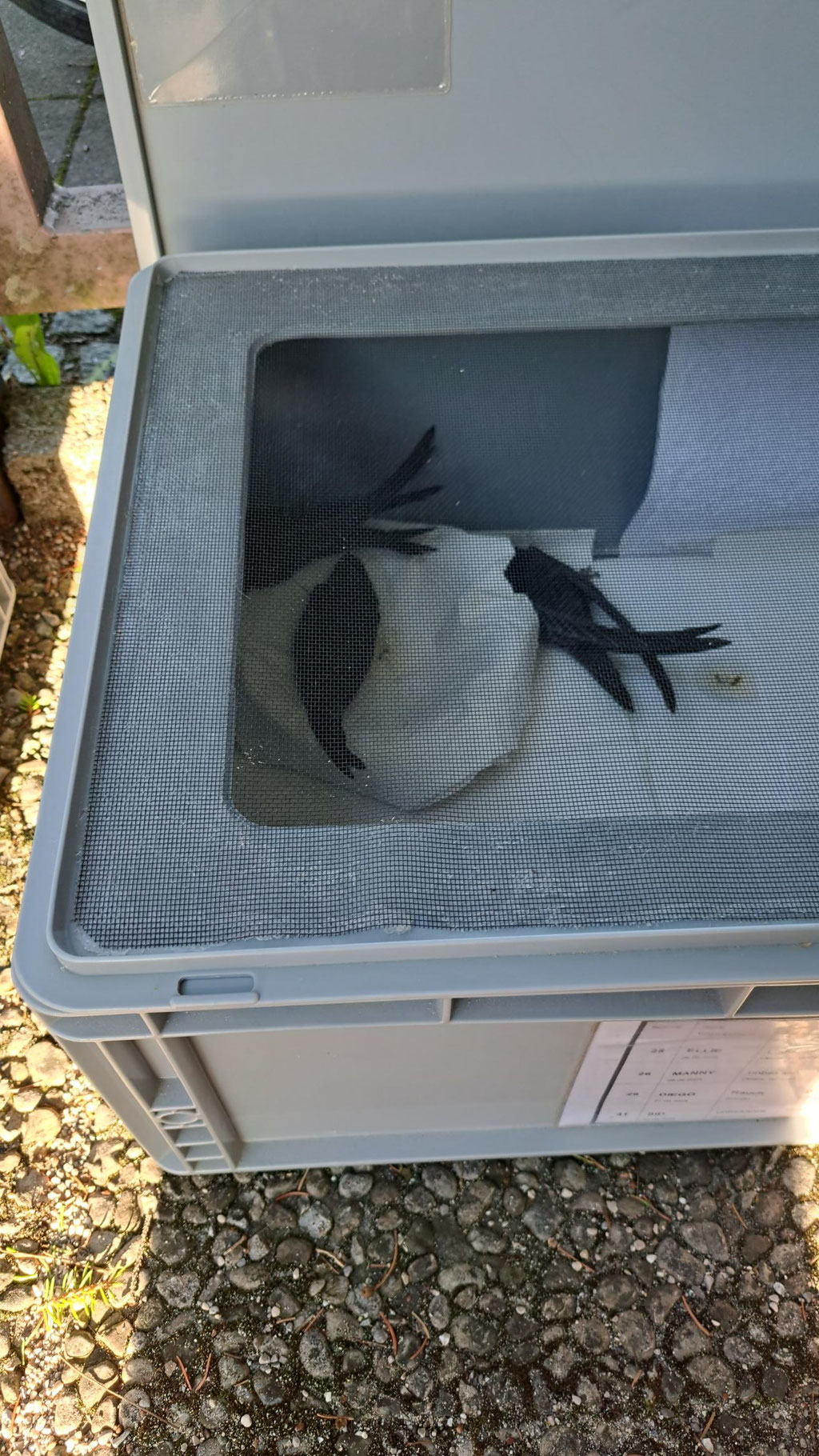 Frisch gemachte Reisebox