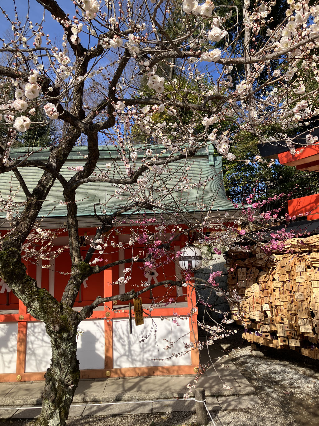 It's Kitano-san that there is the fragrance of the plum.