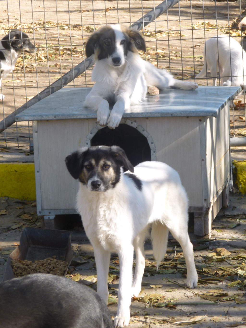Toffi auf der Hütte