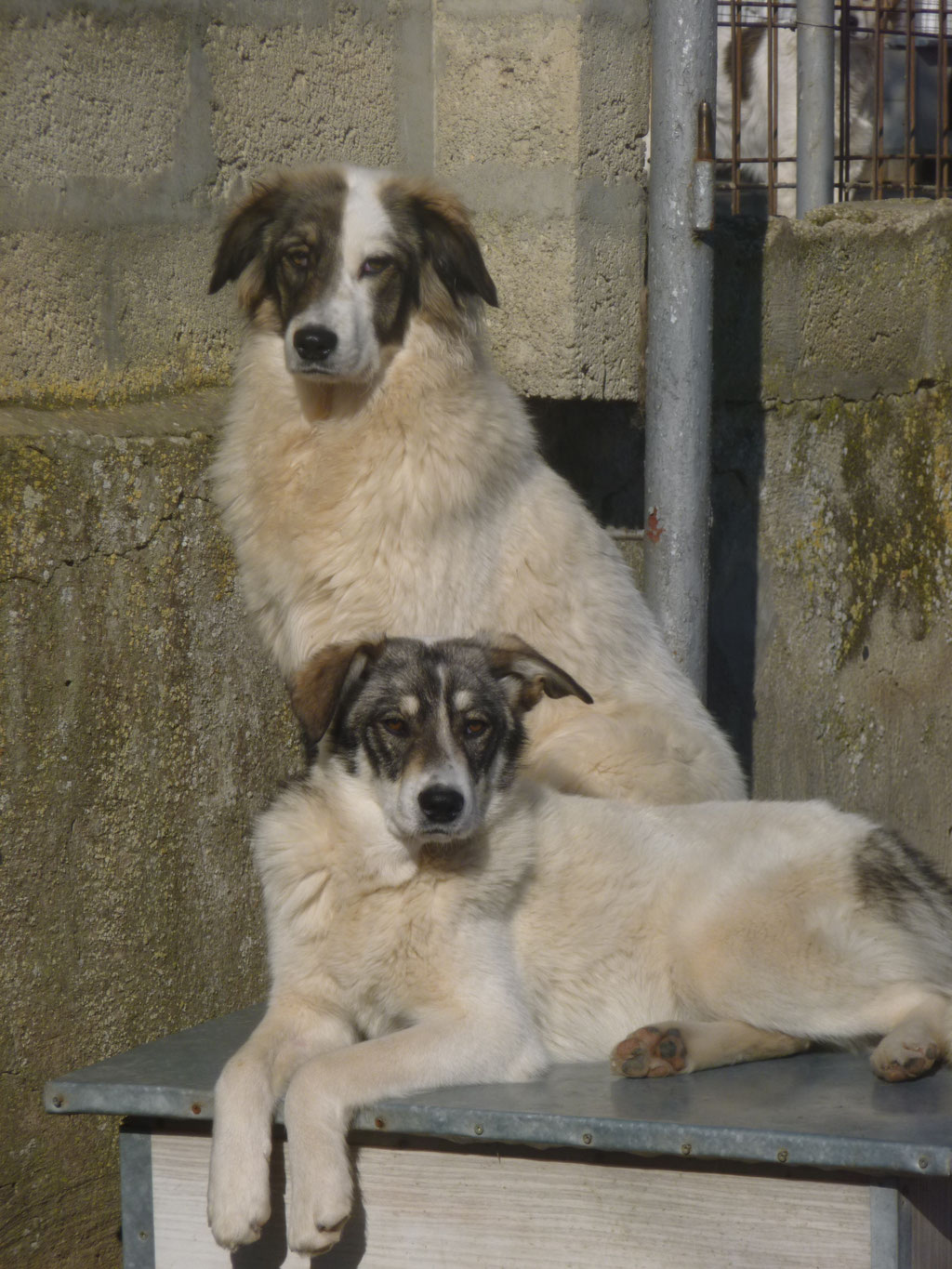 Toffi und Tokki (liegend)