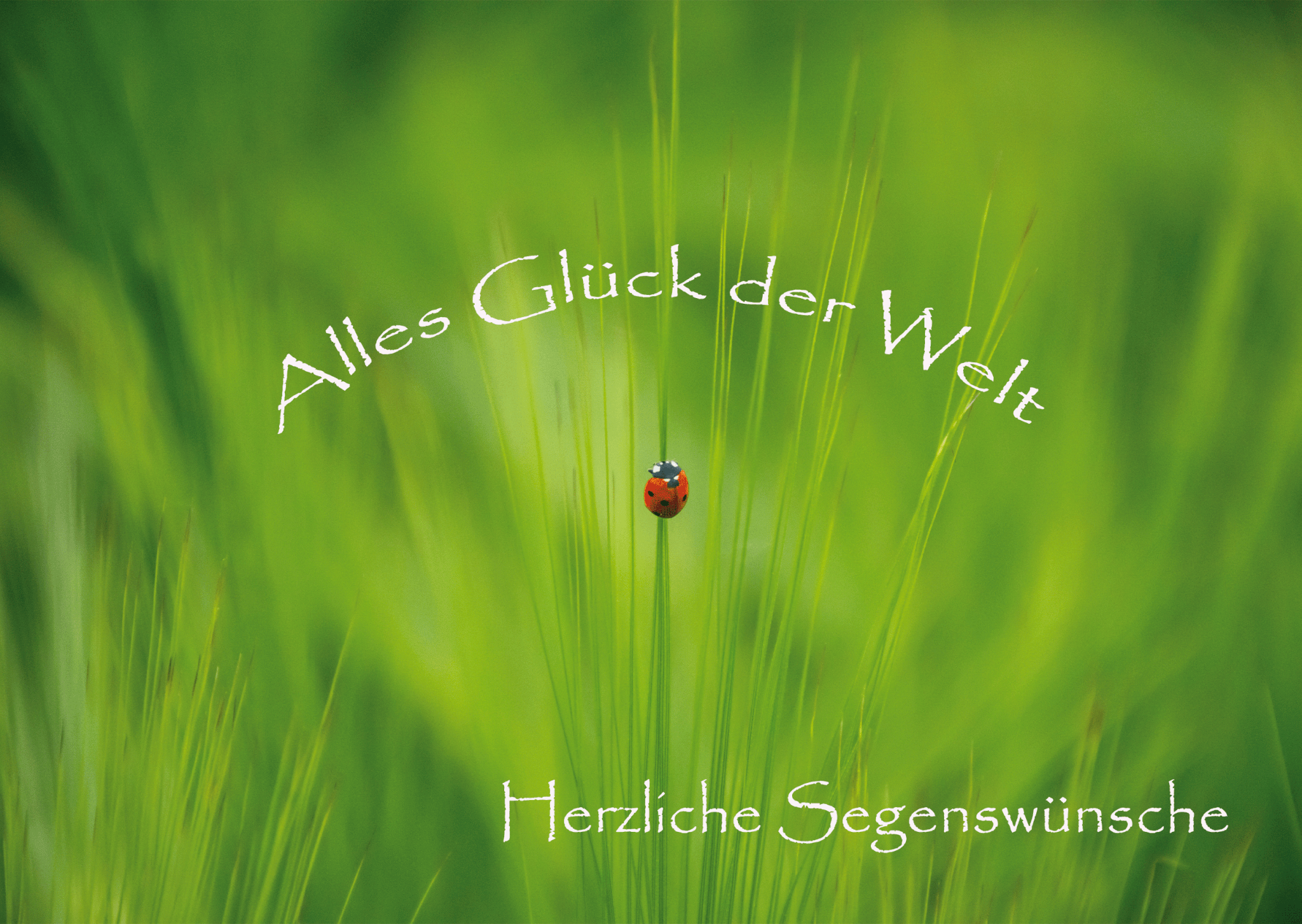 Neu - Alles Glück der Welt