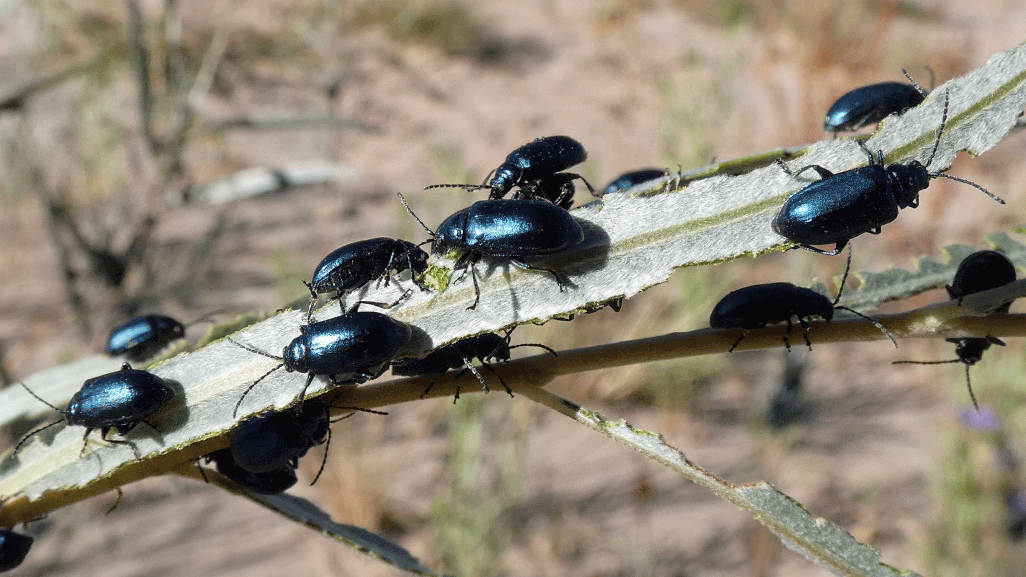 Rio Grande Bosque, Albuquerque, September 2020