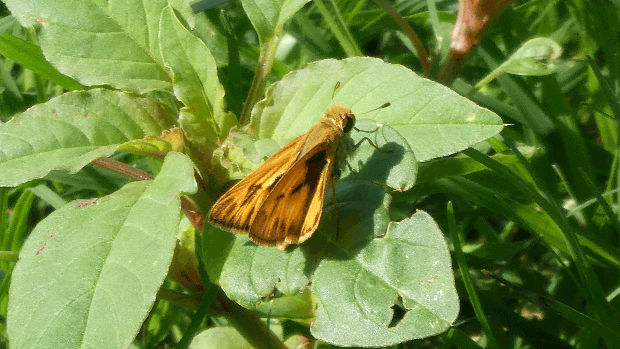 Male, Albuquerque, August 2020