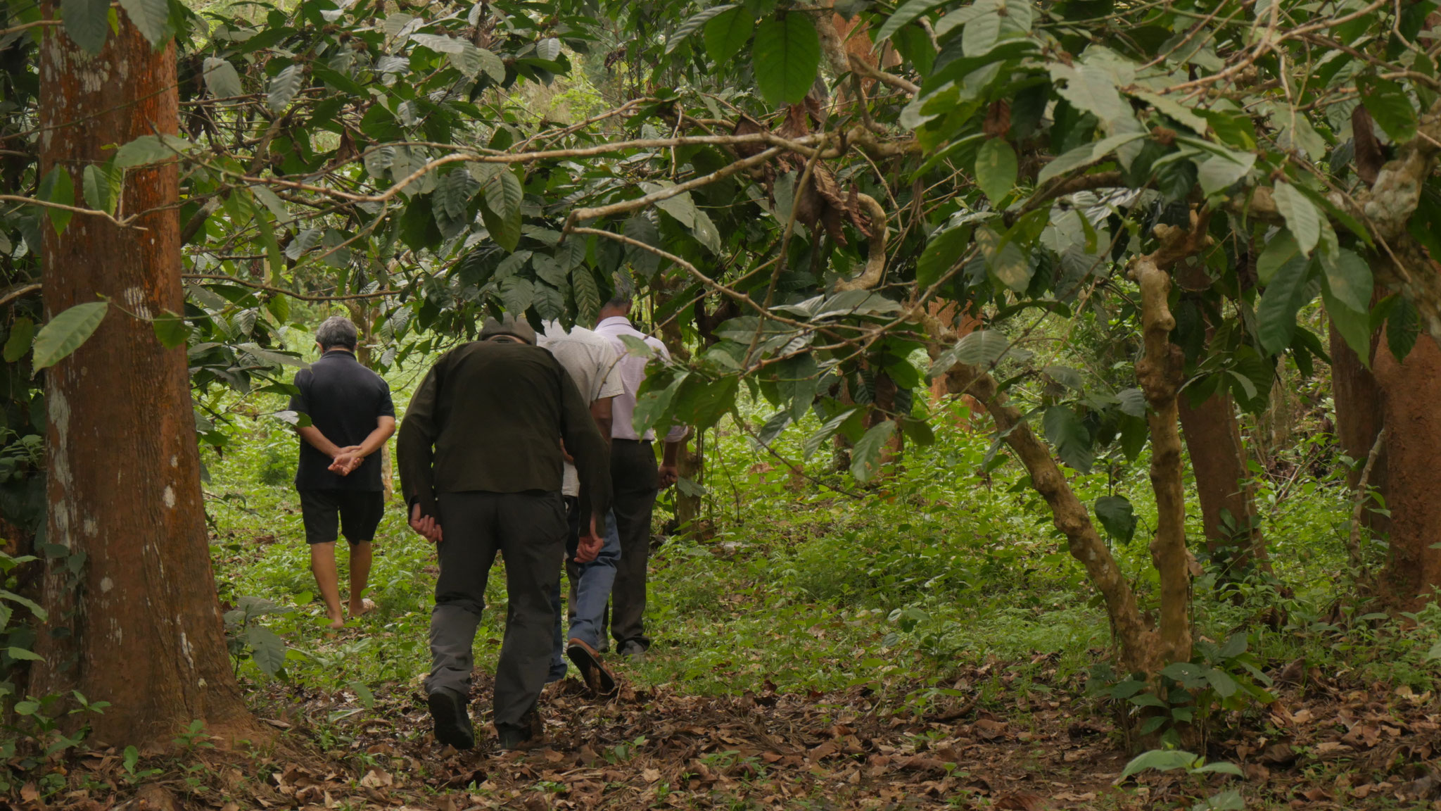 ...sonst gedeihen sie zu großen Bäumen - der Ertrag sinkt und die Ernte wird fast unmöglich